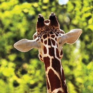 Giraffe 40&quot; x 40&quot;  Print On Canvas Painting Wall Art For Wall Décor  (Frameless)