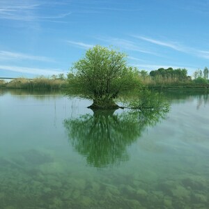 A Tree in the Lake 40&quot; x 40&quot;  Print On Canvas Painting Wall Art For Wall Décor  (Frameless)