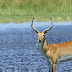 Antelope 40&quot; x 40&quot;  Print On Canvas Painting Wall Art For Wall Décor  (Frameless)