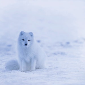 Snow and Wolf 40&quot; x 40&quot;  Print On Canvas Painting Wall Art For Wall Décor  (Frameless)