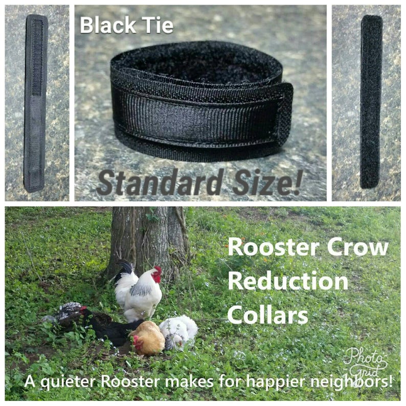 1 STANDARD Rooster Crow Reduction Collar aka No Crow Collar Etsy