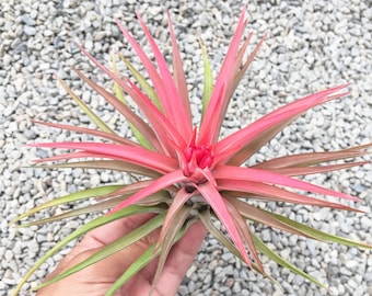 Tillandsia Velutina Air Plant