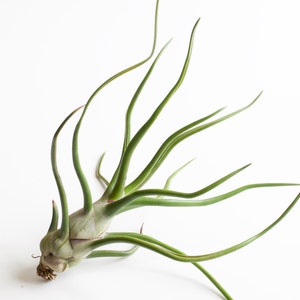 Space Onion Tillandsia Bulbosa Belize image 2