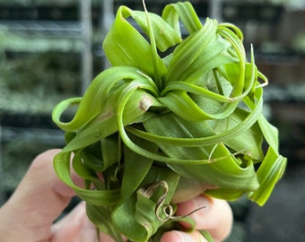 B-Grade Streptophylla Air Plant