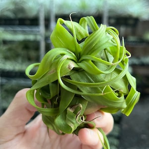 Cheap Air Plants - Etsy