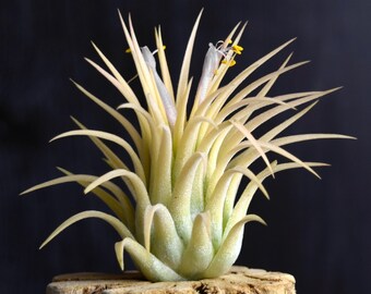 Tillandsia ionantha blue eyed druid x Tillandsia ionantha blue eyed druid x
