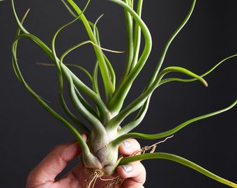 RARE Tillandsia Showtime Specimen : Bulbosa x Streptophylla Hybrid Air Plant