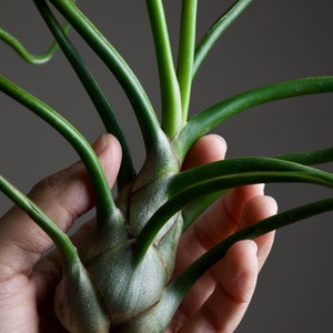 Space Onion Tillandsia Bulbosa Belize image 1