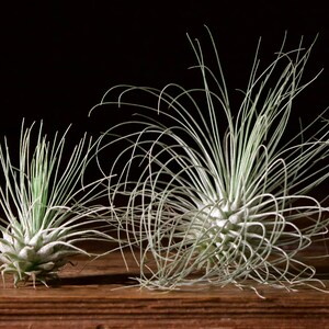 Tillandsia Fuchsii Air Plant image 2