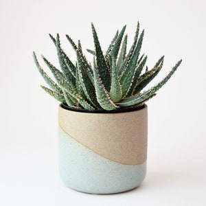 May include: A green succulent plant with white edges on the leaves is potted in a light blue and beige ceramic pot.