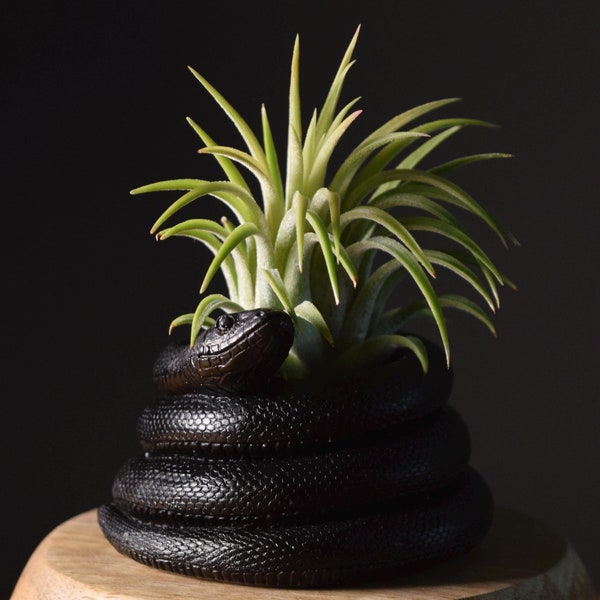 Snake Display with Air Plant