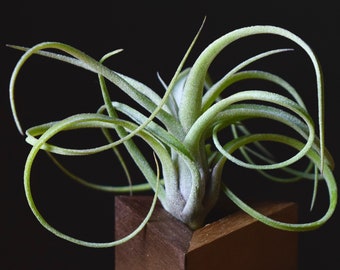 Tillandsia "Sidewinder" Baileyi x Streptophylla Hybrid