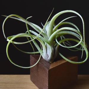 Tillandsia &quot;Sidewinder&quot; Baileyi x Streptophylla Hybrid Air Plant