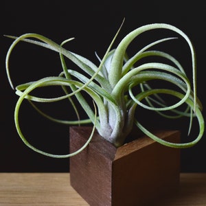 Tillandsia "Sidewinder" Baileyi x Streptophylla Hybrid