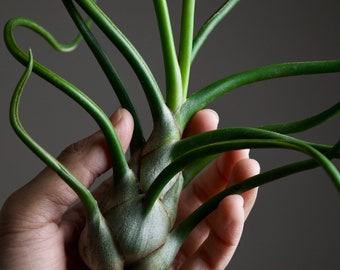 Space Onion | Tillandsia Bulbosa Belize