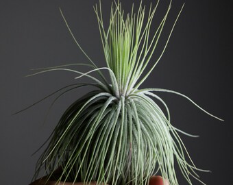 Tillandsia Magnusiana - Fuzzy Air Plant