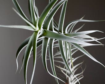 Tillandsia Albida Giant | RARE Large Form