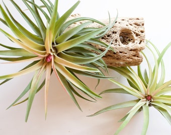 Tillandsia Velutina