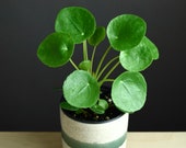 Pilea Peperomioides - UFO Plant - Chinese Money Plant