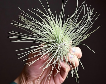 Tillandsia Fuchsii Air Plant
