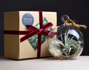 Air Plant Terrarium Kit Gift Box