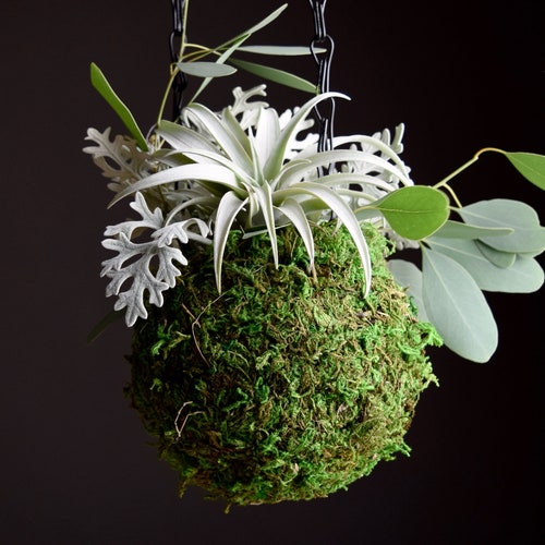 Kokedama Hanging Moss Ball Planter Etsy