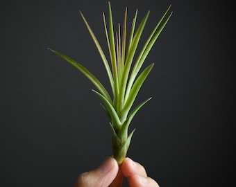 Tillandsia Tricolor | Pineapple Air Plant