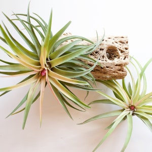 Tillandsia Velutina image 1