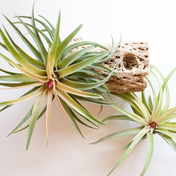 Tillandsia Velutina