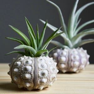 May include: Two air plants in white sea urchin shells. The shells are textured and have a natural, organic look. The plants are green and have long, thin leaves.