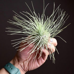 Tillandsia Fuchsii Air Plant image 1