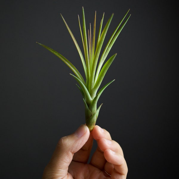 Tillandsia Tricolor | Pineapple Air Plant