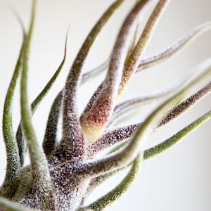 Tillandsia Pruinosa Air Plant