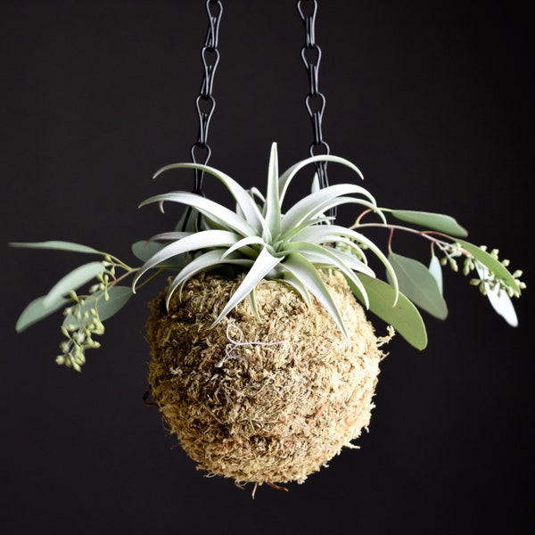 Hanging Moss Ball Planter | Blonde Kokedama Ball