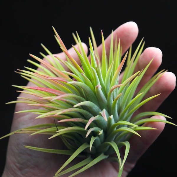 Tillandsia Ionantha Rubra