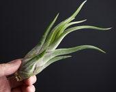 Tillandsia Caput Medusae Air Plant