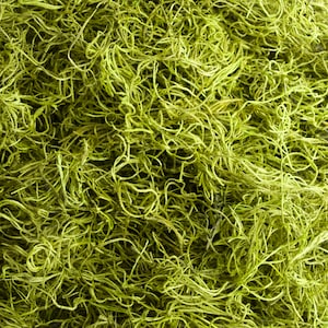 May include: A close-up of a bunch of dried green moss. The moss is long and stringy, and it is perfect for use in crafts or floral arrangements.