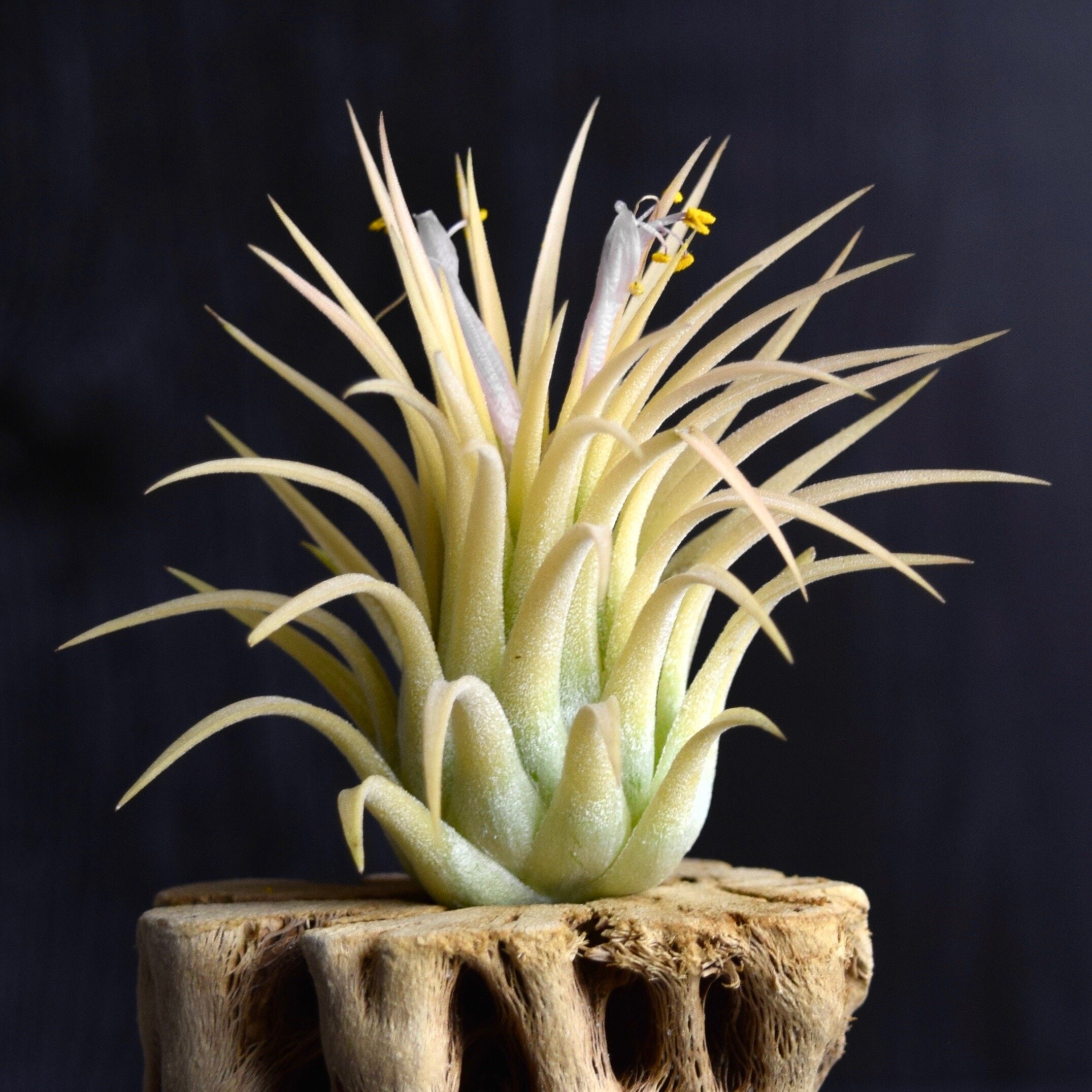 Tillandsia Ionantha Druid | Yellow Air Plant - Etsy Israel
