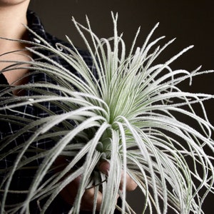 XL Tillandsia Tectorum Peru Specimen RARE Fuzzy Air Plant image 1