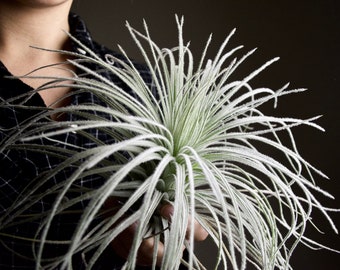 XL Tillandsia Tectorum Peru Specimen - RARE Fuzzy Air Plant