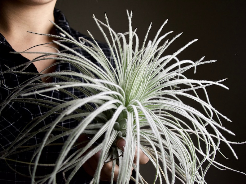 XL Tillandsia Tectorum Peru Specimen RARE Fuzzy Air Plant image 1