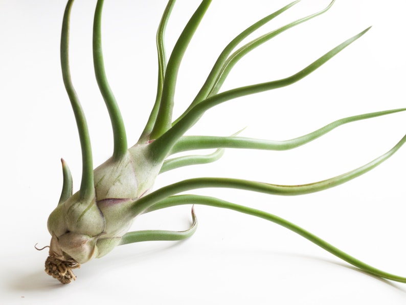 Space Onion Tillandsia Bulbosa Belize image 5