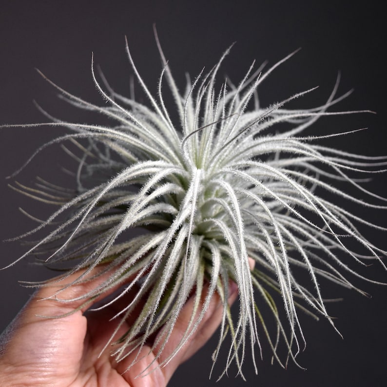 Tillandsia Tectorum Ecuador - Fuzzy Snowball Air Plant image 9
