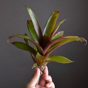 Tillandsia Somnians RARE Bromeliad image 3