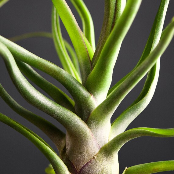Tillandsia Bulbosa Freak Show 速達発送 Bulbosa Freak Show Giant – Air Plant Hub