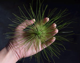 Tillandsia Filifolia