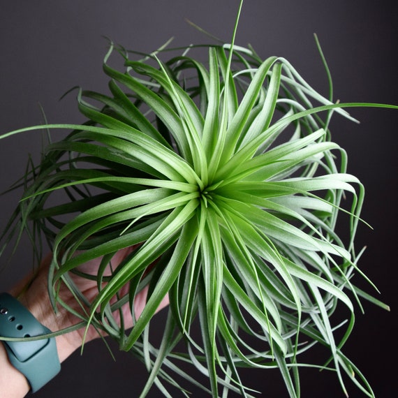Tillandsia Stricta "cousin It" Specimen Air Plant - Etsy Denmark