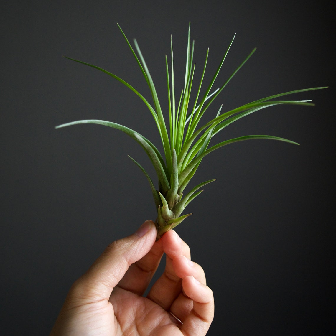 Tillandsia Tricolor Pineapple Air Plant Etsy