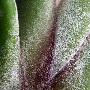 Tillandsia Caput Medusae Air Plant image 3