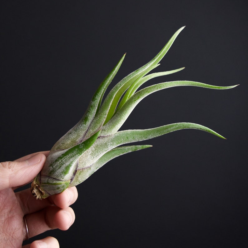 Tillandsia Caput Medusae Air Plant image 2